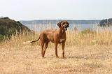 RODESIAN RIDGEBACK 275
